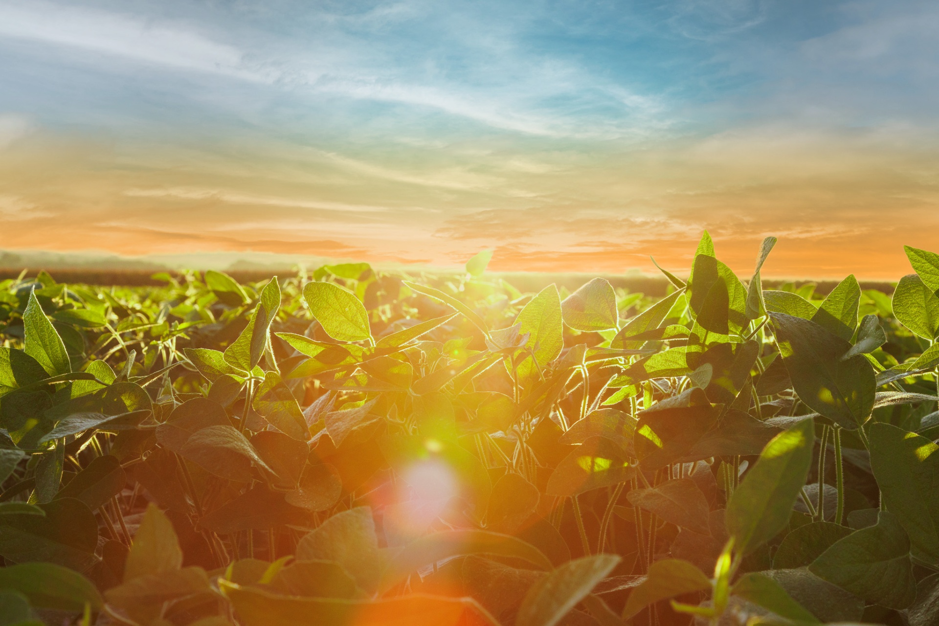 Plantação de soja ao pôr do sol