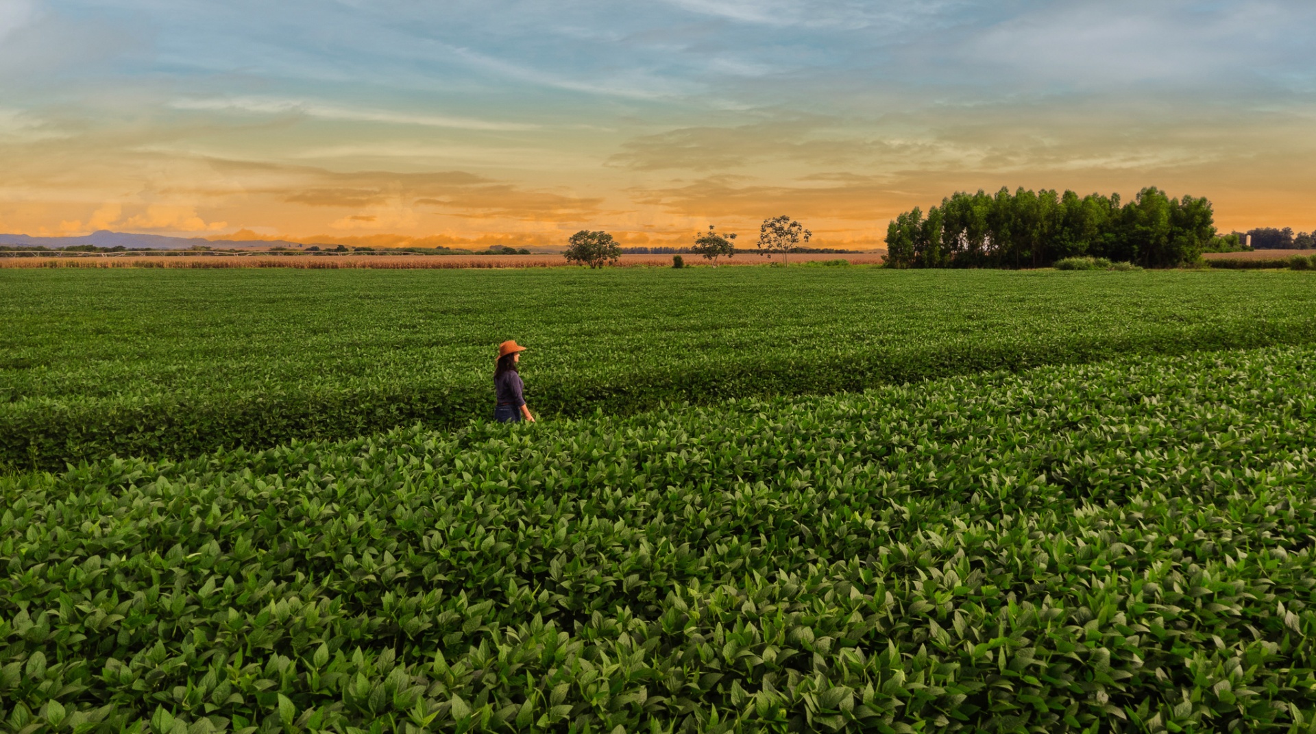 Produtora em campo de soja ao pôr do sol